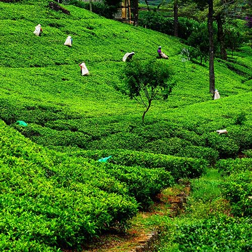 Sri Lanka, Holiday Packages, Travel Ideas, Things to do, Places to see, Safaris, Hotels, Visit Sri Lanka, Culture Trip, Religious Tour, Architecture Tour, Tour Package