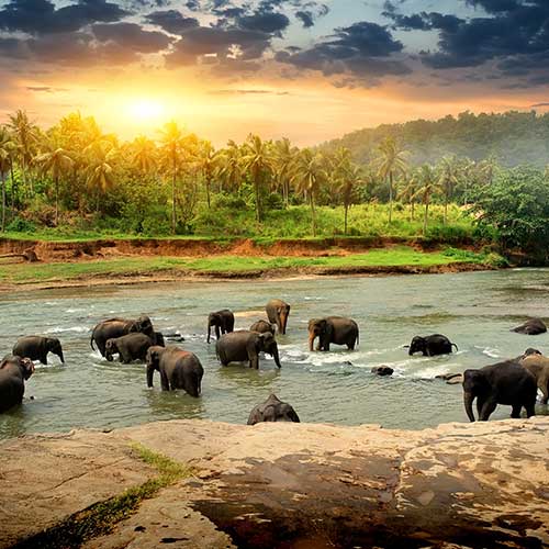 Sri Lanka, Holiday Packages, Travel Ideas, Things to do, Places to see, Safaris, Hotels, Visit Sri Lanka, Culture Trip, Religious Tour, Architecture Tour, Tour Package